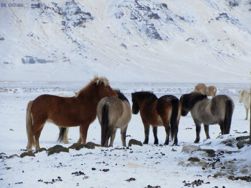 Caballos tomando el freco
