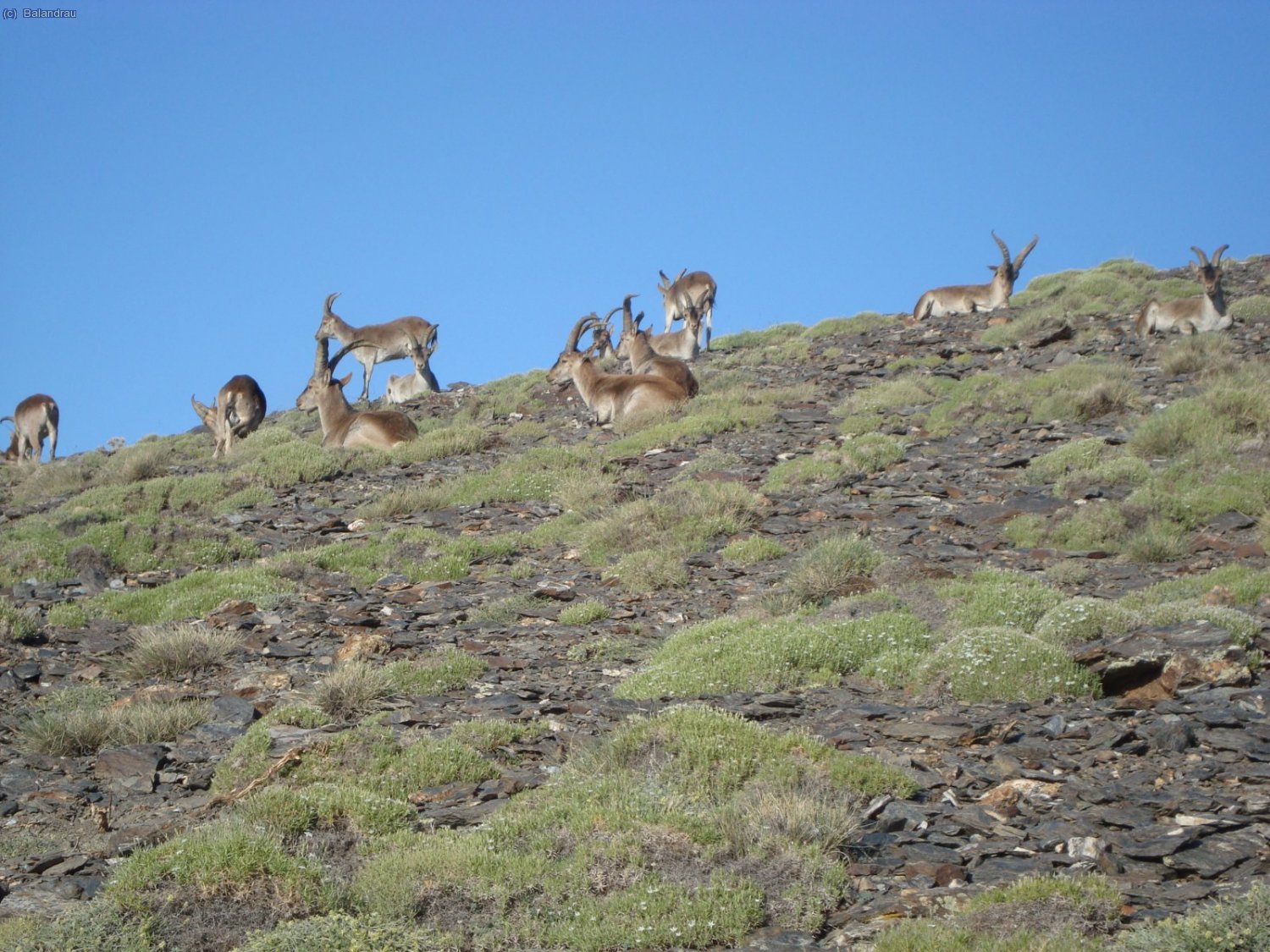 Los verdaderos due&ntilde;os de Sierra Nevada.