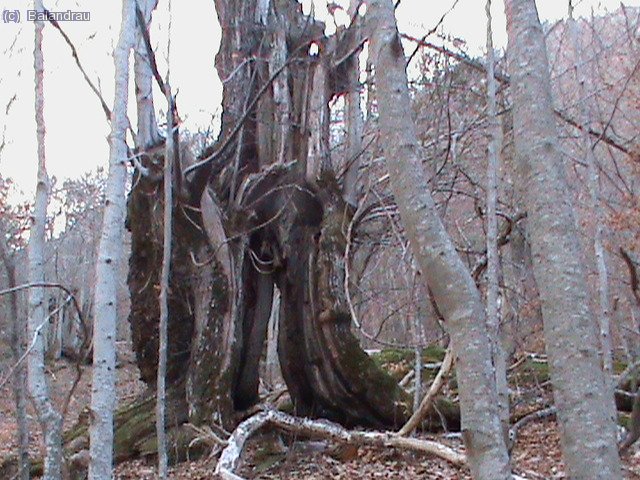 Qu&eacute; daur&iacute;a pensar la senyora natura.