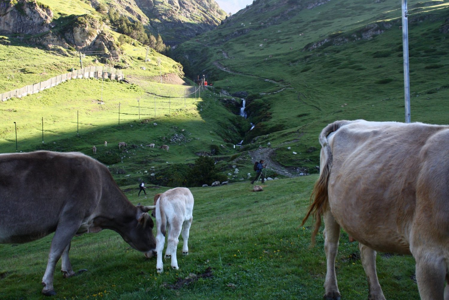bonita estampa!
prados verdes, agua, y como no, las vacas!!