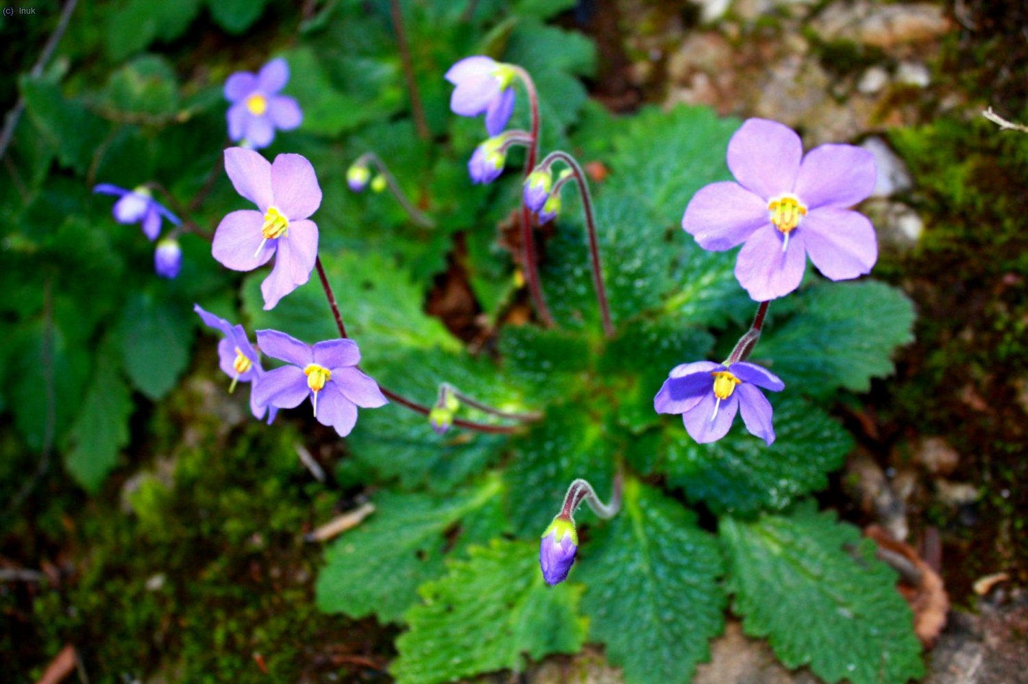 orella d&acute;&oacute;s!
estamos en mayo y es cuando florece esta planta.
bellisima!