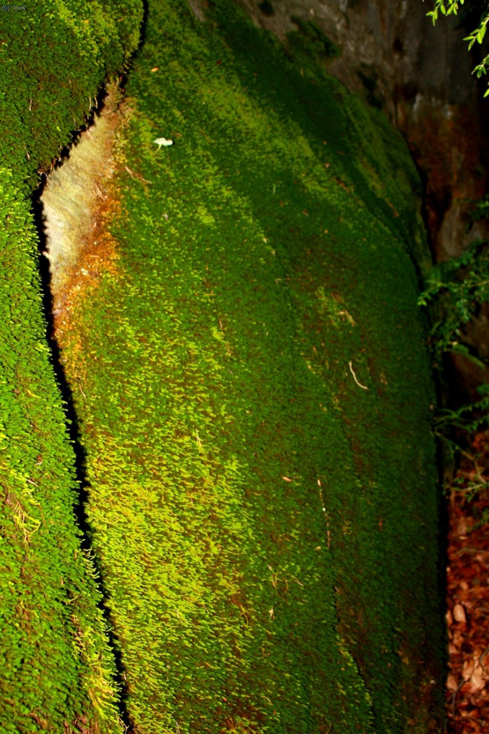 las rocas estan envueltas por un gran manto de musgo