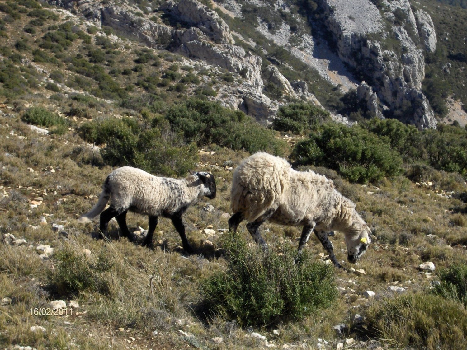 Bajando para hacercarme al Cavall Bernat, un poco de fauna jajaja..