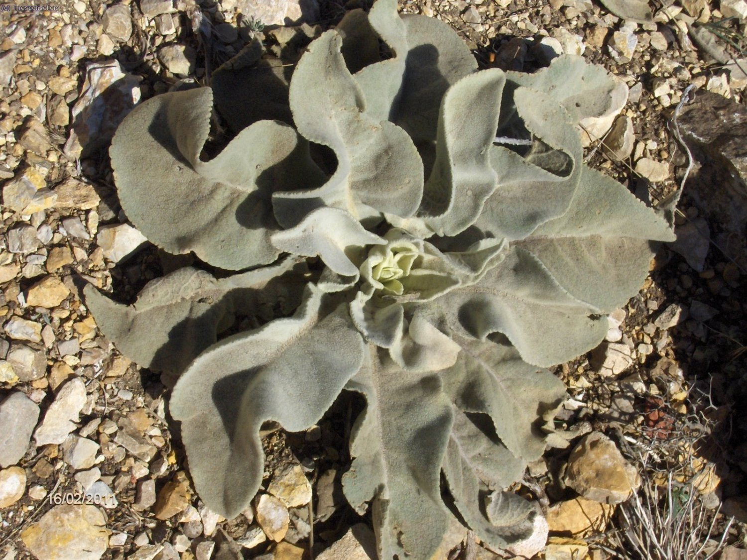 Una curiosa planta.