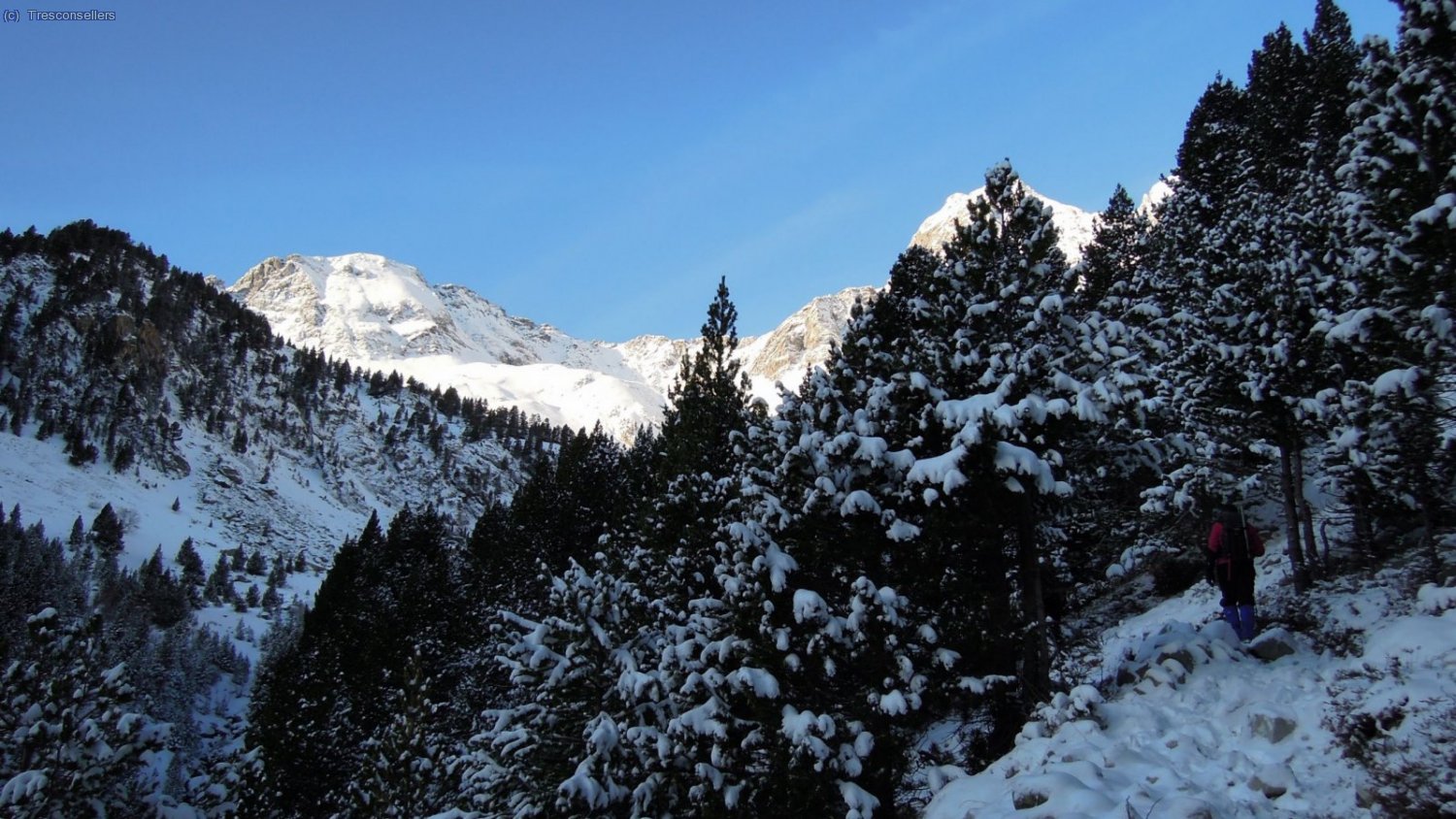El cam&iacute; per dins del bosc cap a la Mallata Baja.