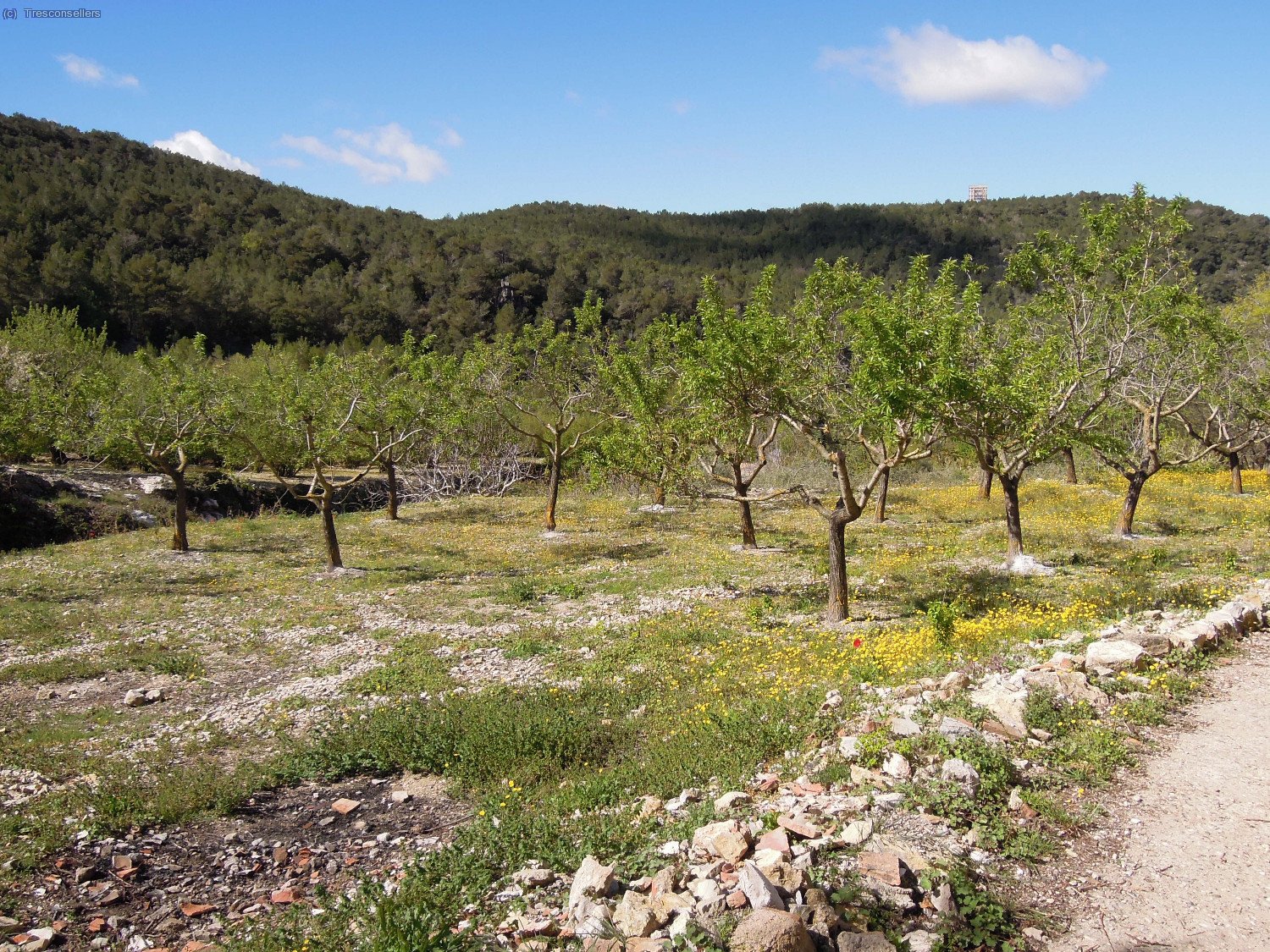 Conreus d
