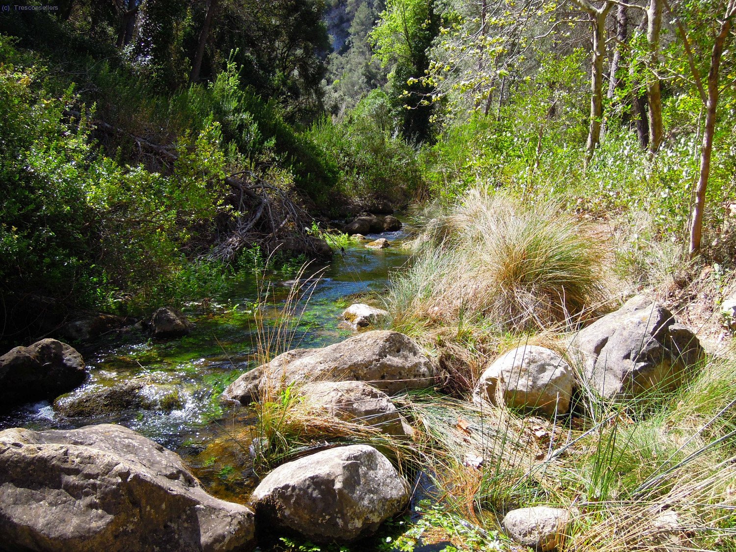 I en aquest indret hi trobo un bonic rac&oacute; amb aigua, &eacute;s La Fou.
