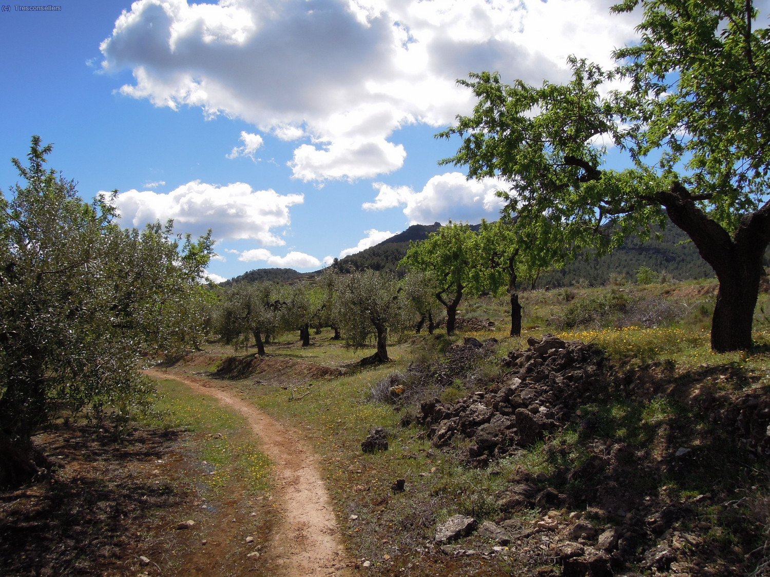 Ja m&eacute;s aprop de Cap&ccedil;anes apareixen m&eacute;s conreus, ametllers i oliveres principalment.