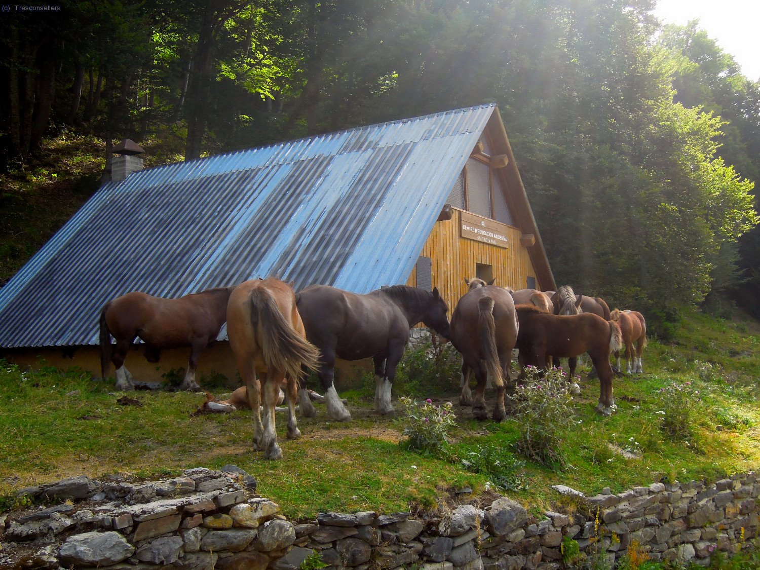 Al costat del Saut un munt de bonics cavalls.