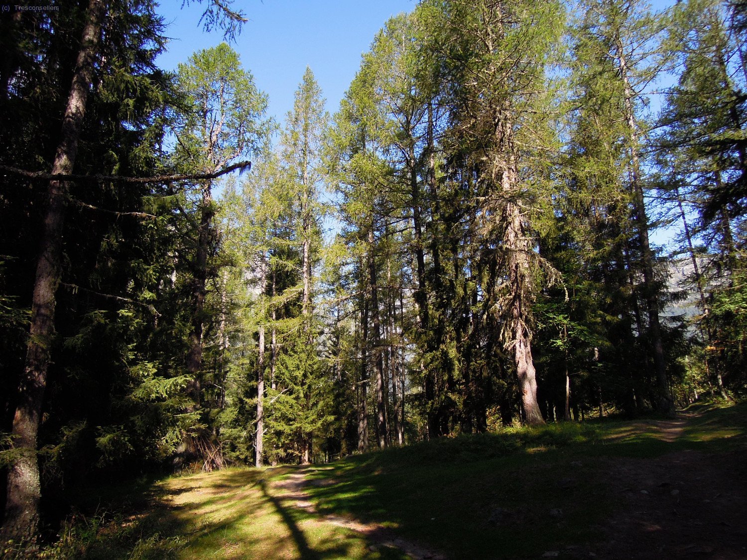 El bosc d