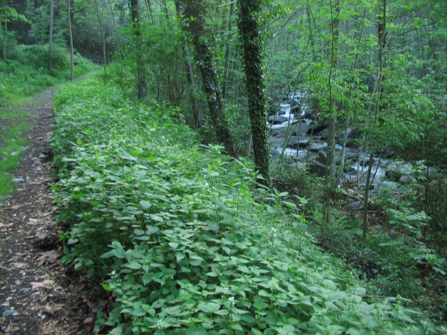 La Tordera