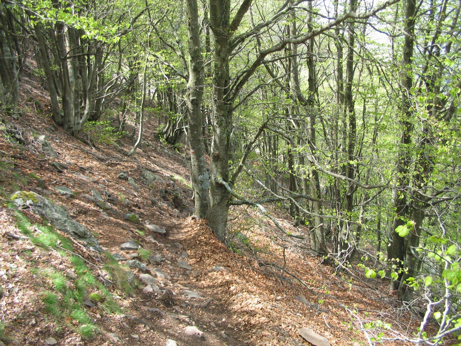  el sender baixa amb for&ccedil;a per la fageda