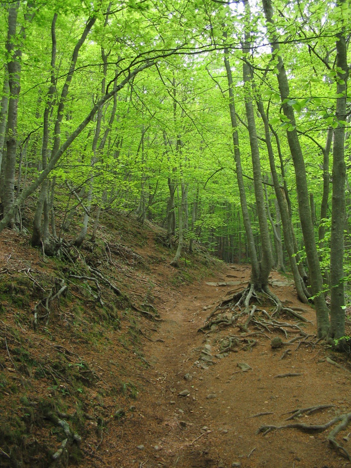 fageda del Matagalls