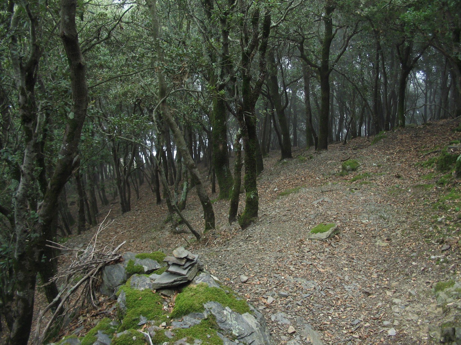  frond&oacute;s bosc d