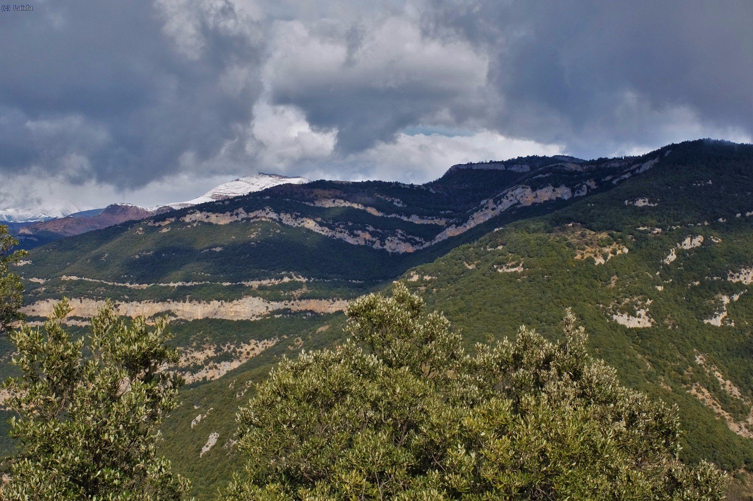 el Comanegra enfarinat