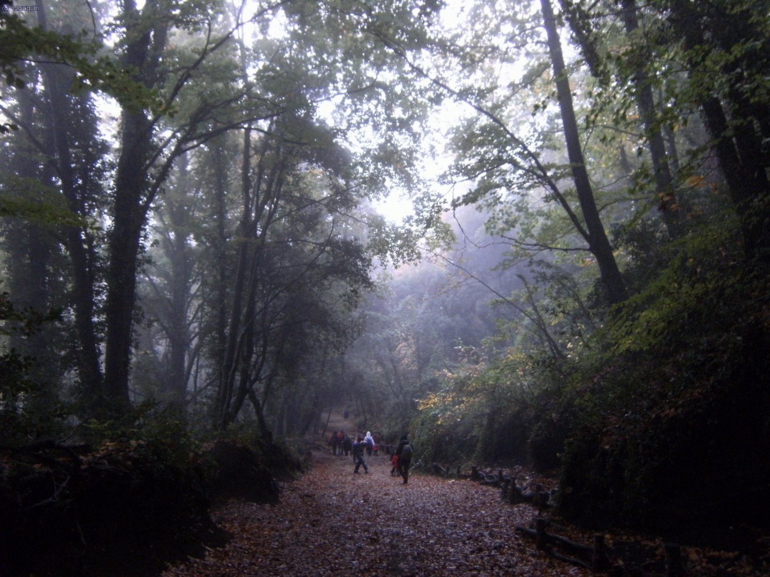 Bajando del Volc&aacute;n de Santa Margarida por un estupendo paisaje del hayedo ente nieblas