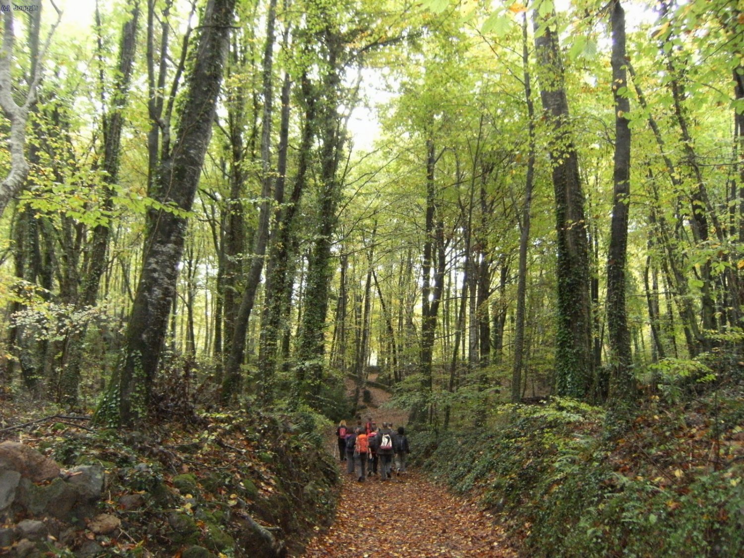 Fageda d