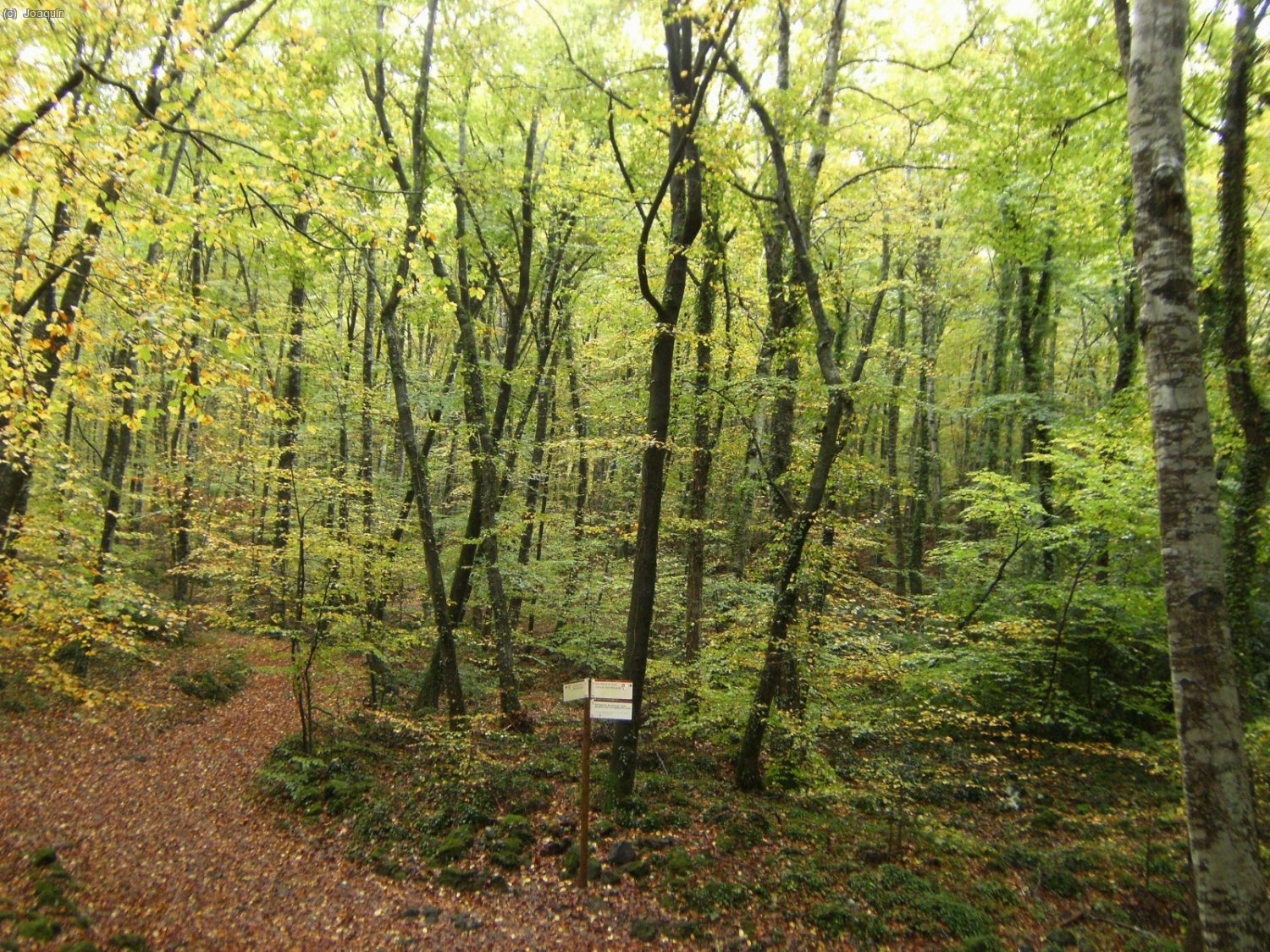 Fageda d
