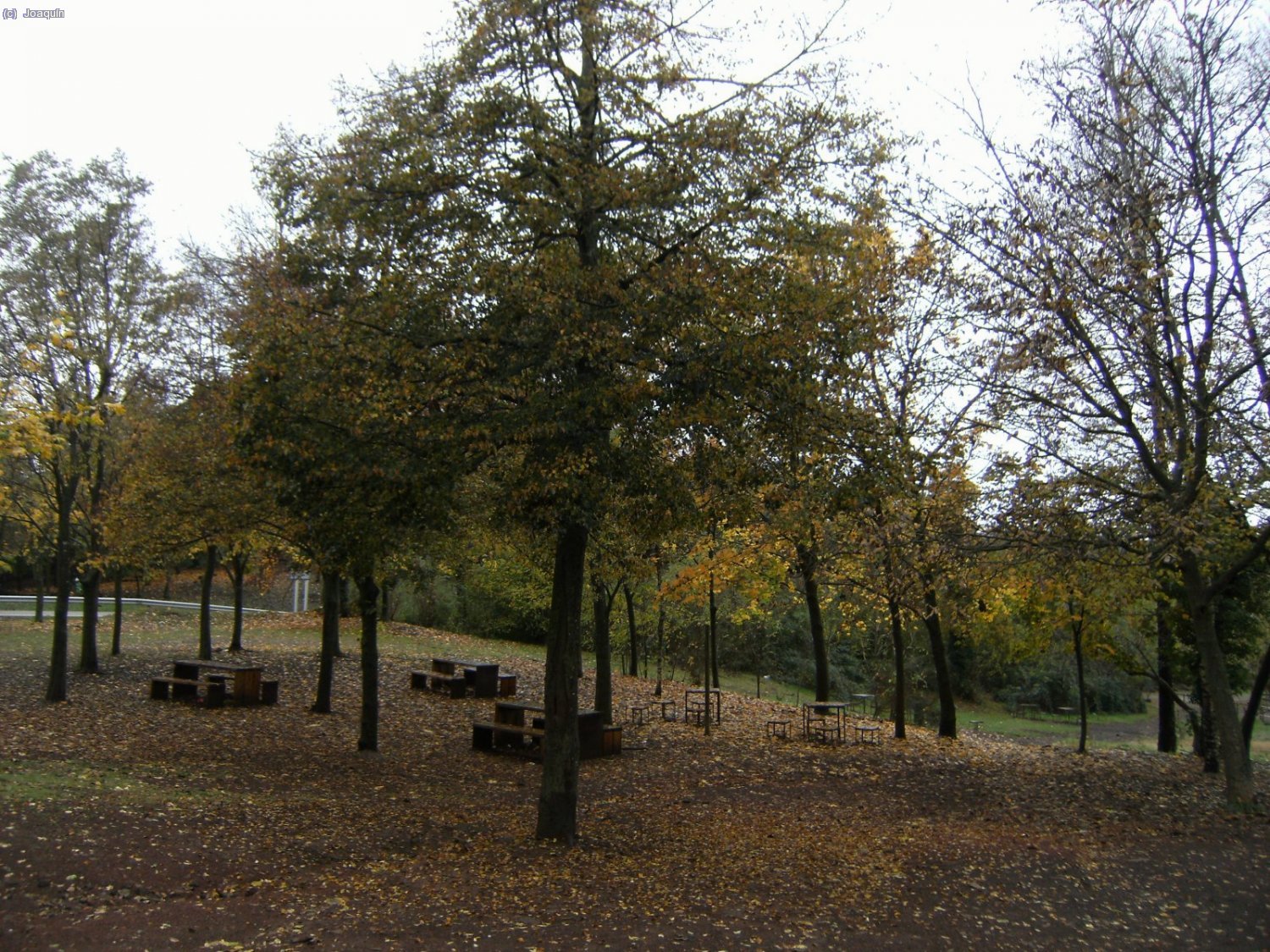 Fageda d