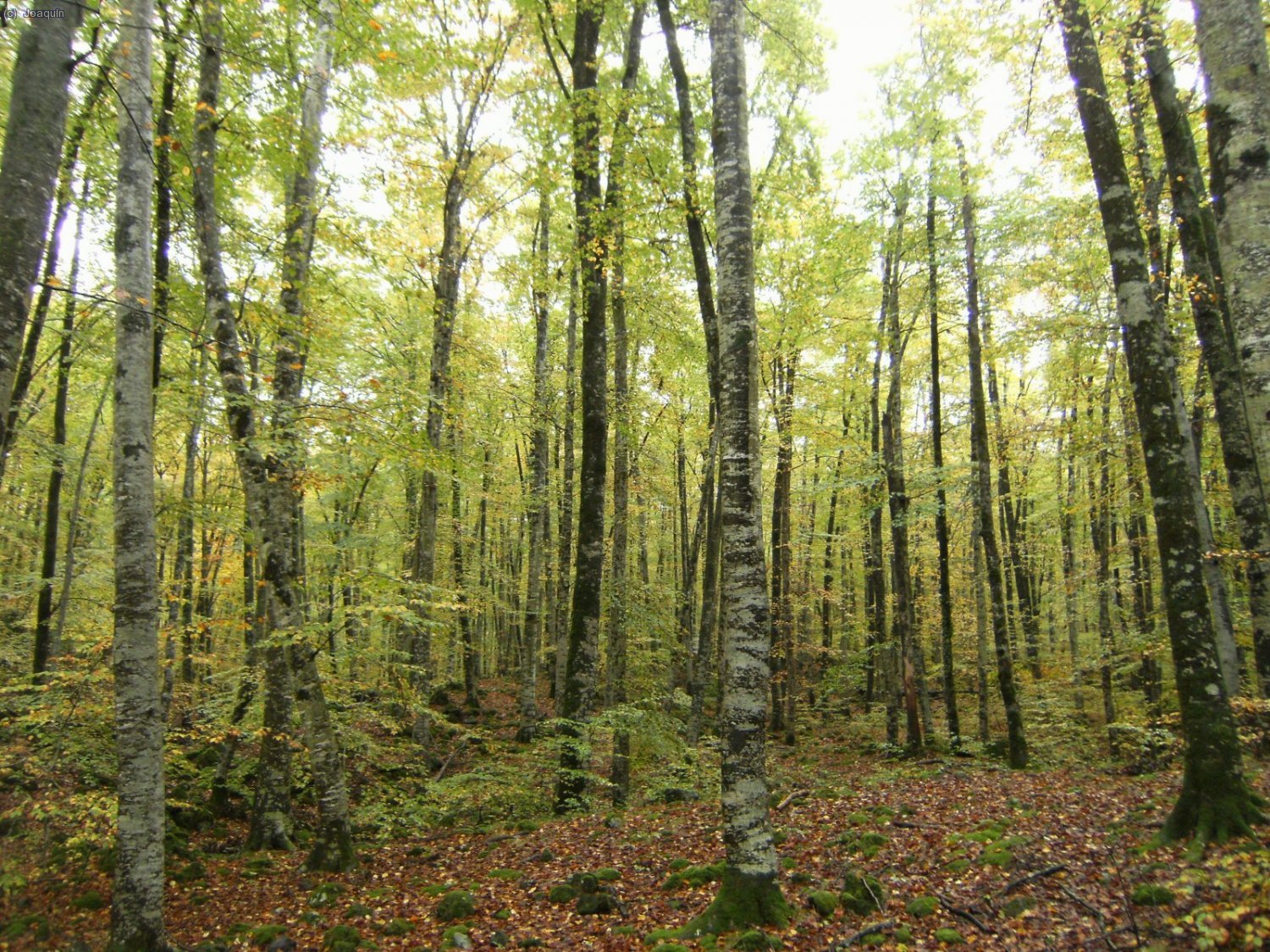 Fageda d