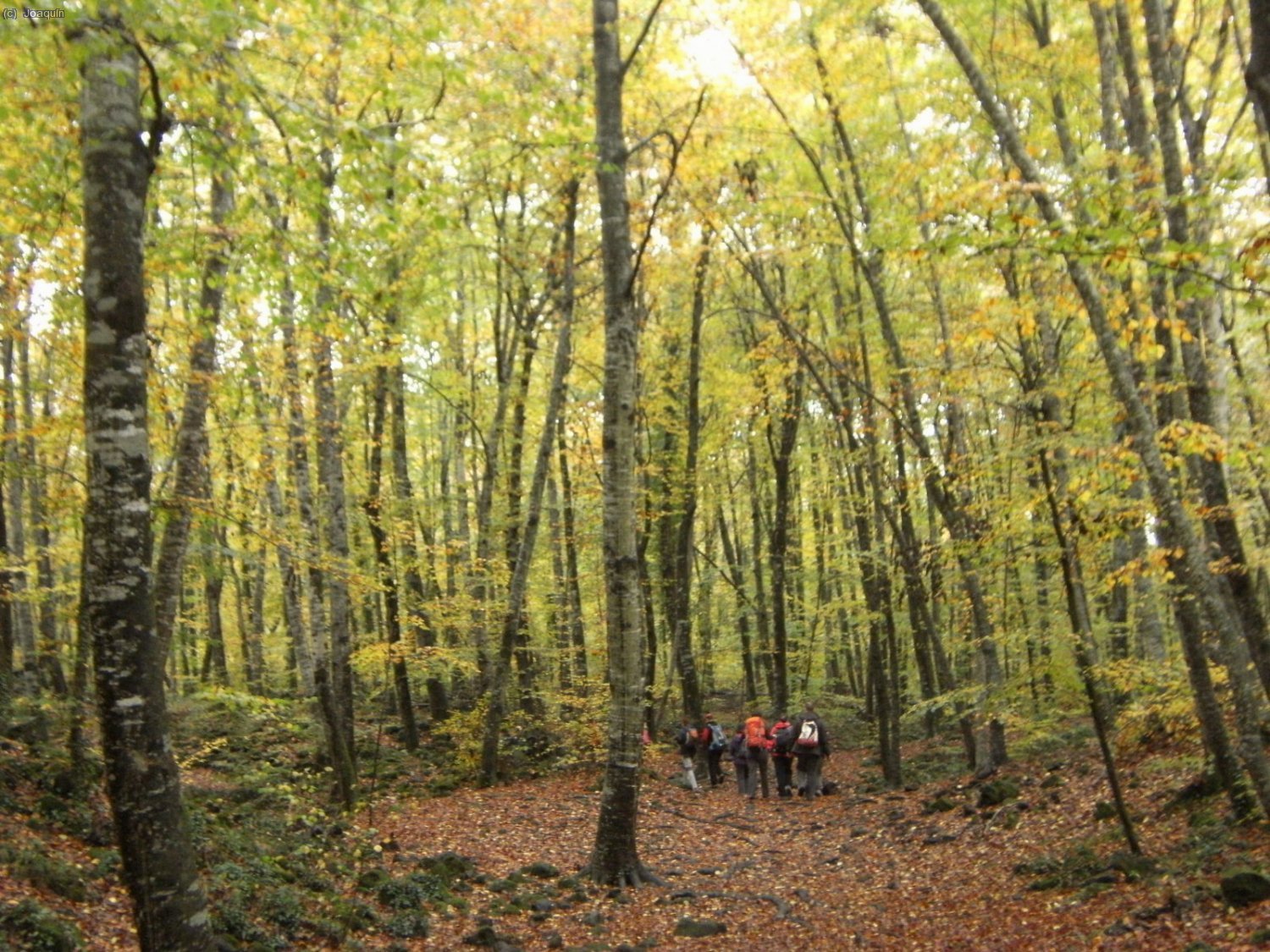 Fageda d
