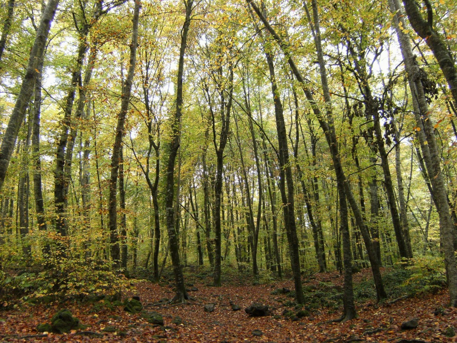 Fageda d