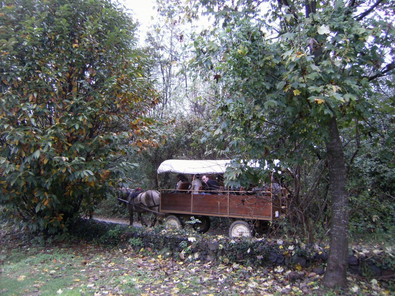 Fageda d