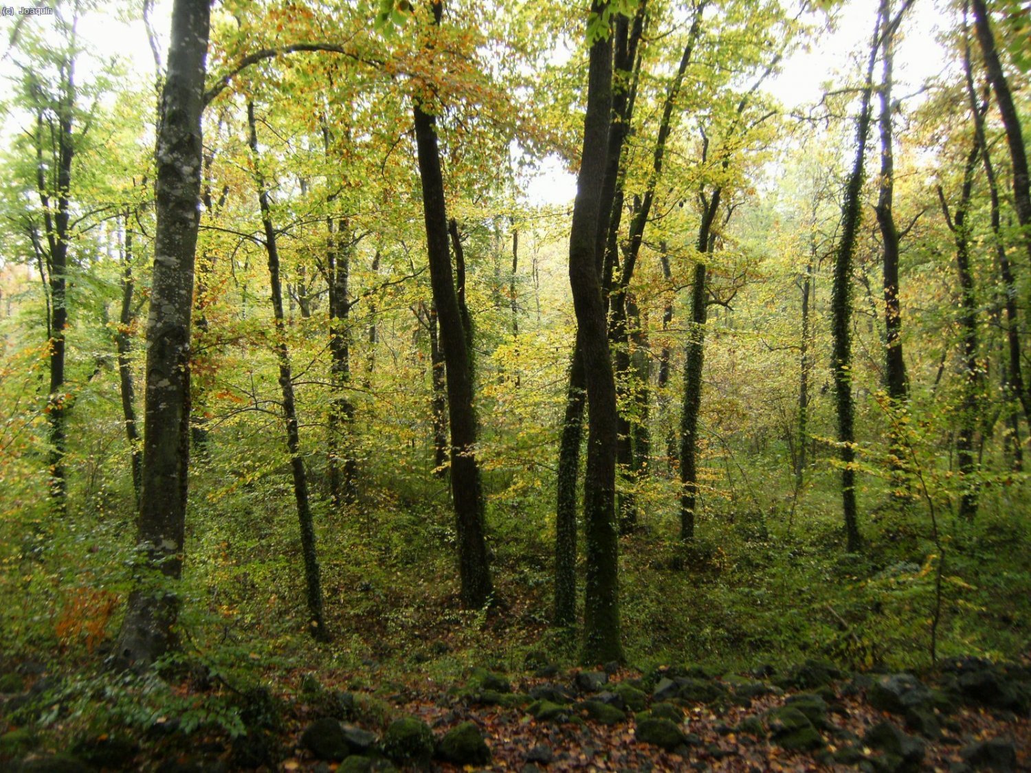 Fageda d