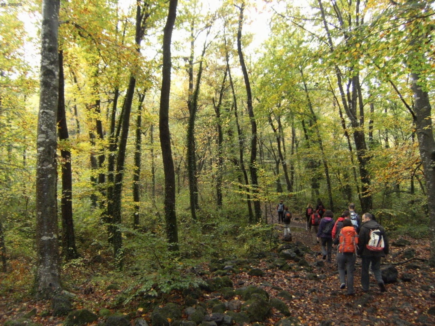 Fageda d