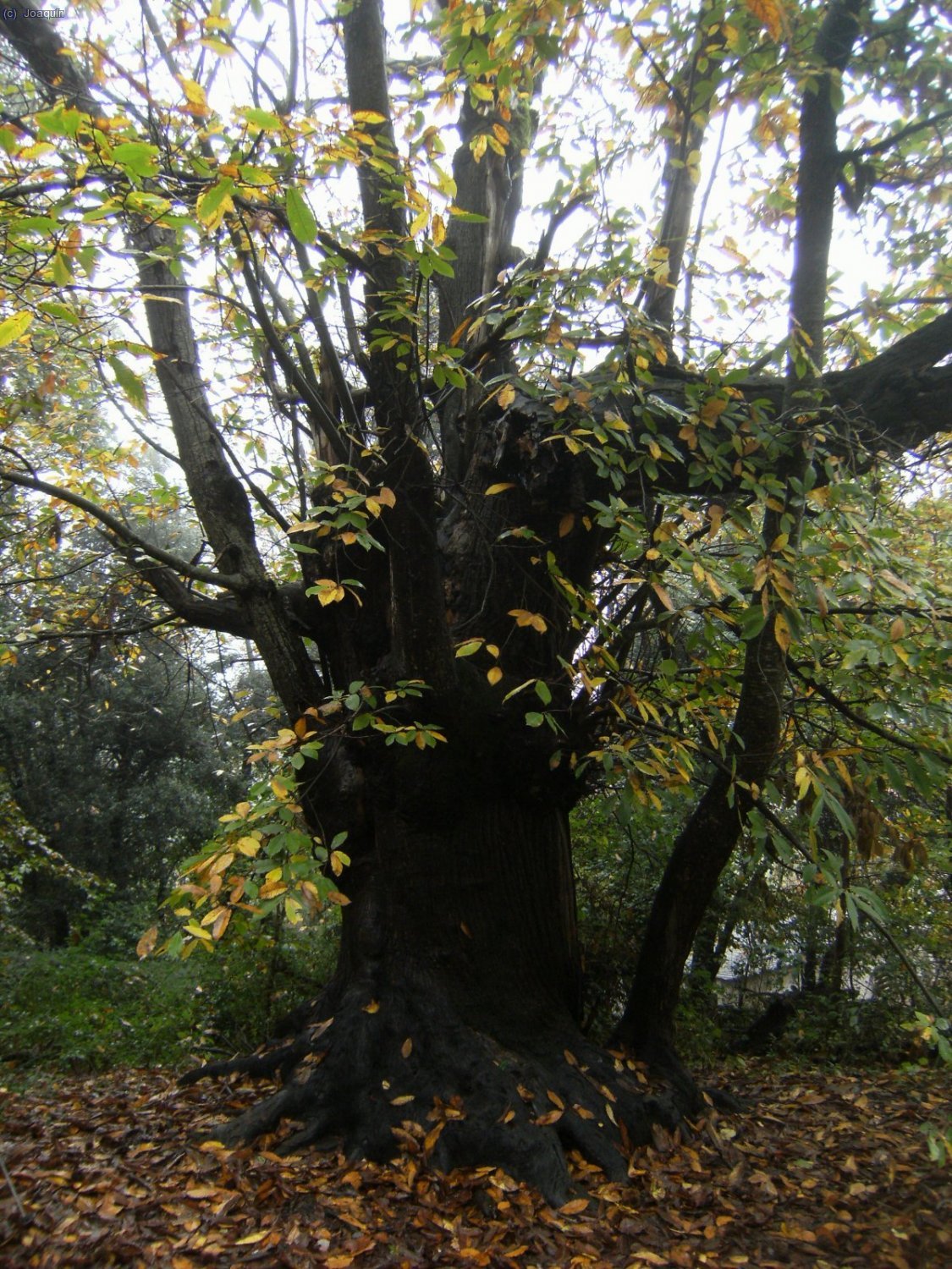 Casta&ntilde;o centenario