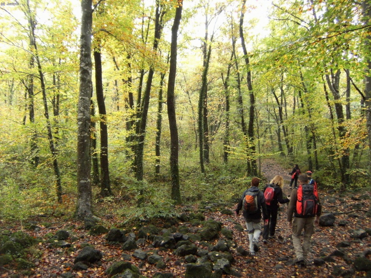 Fageda d