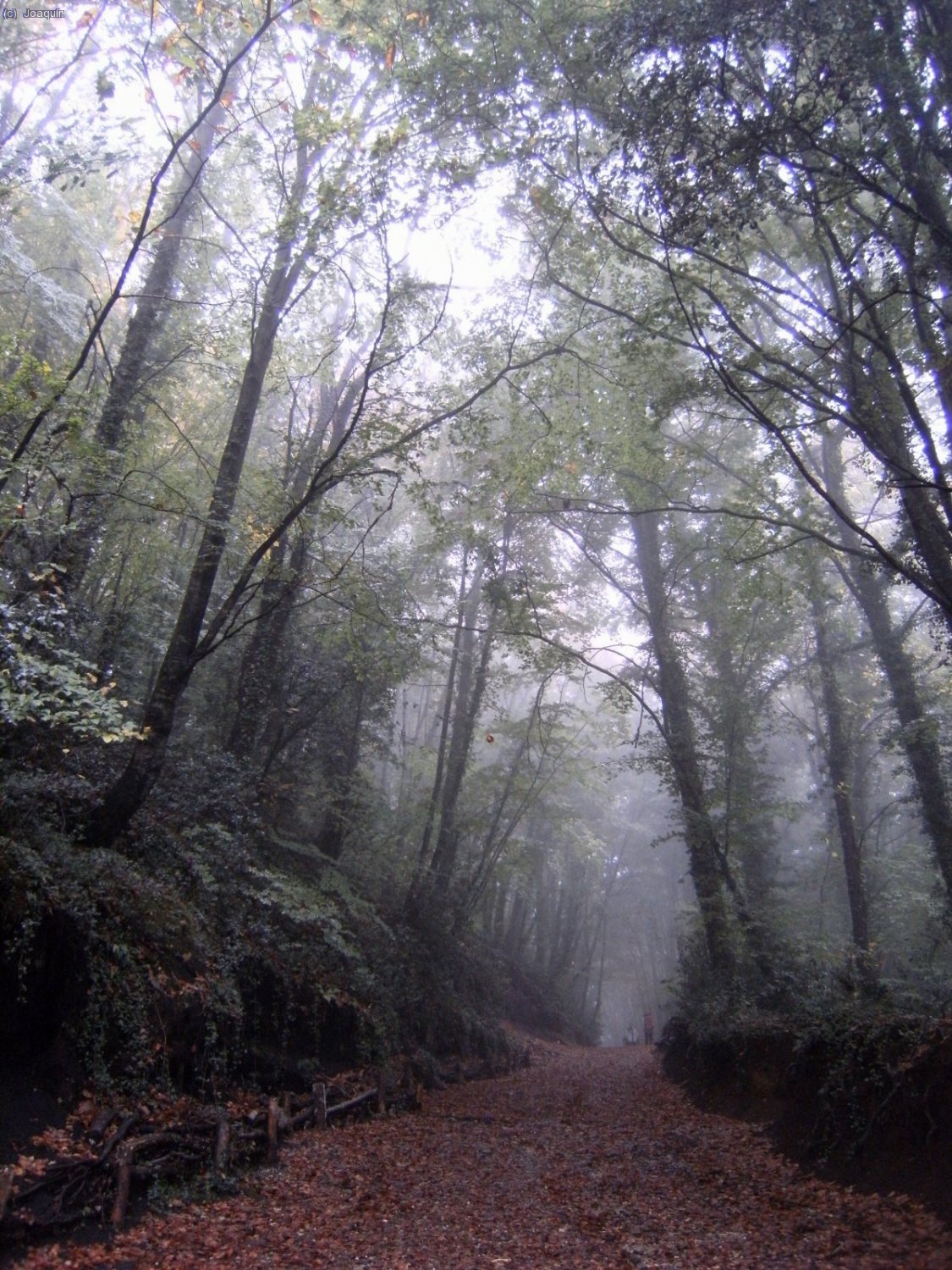 Bajando del Volc&aacute;n de Santa Margarida por un estupendo paisaje del hayedo ente nieblas