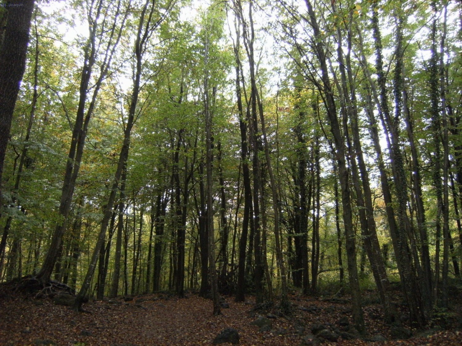 Fageda d