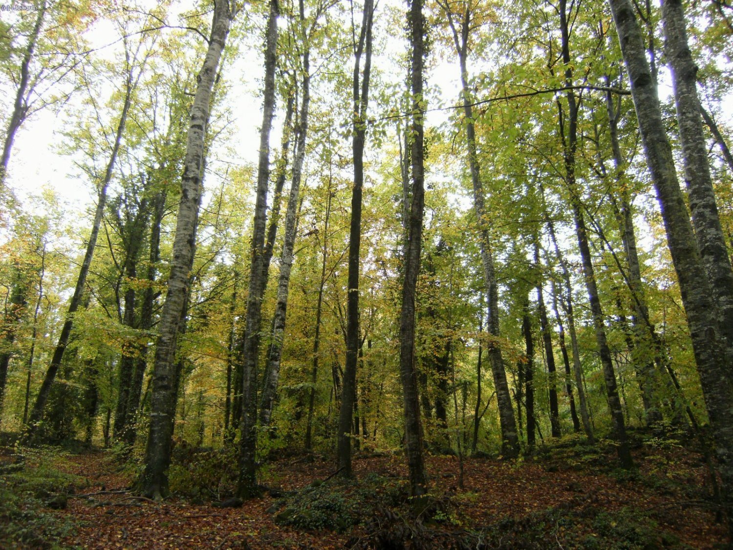 Fageda d