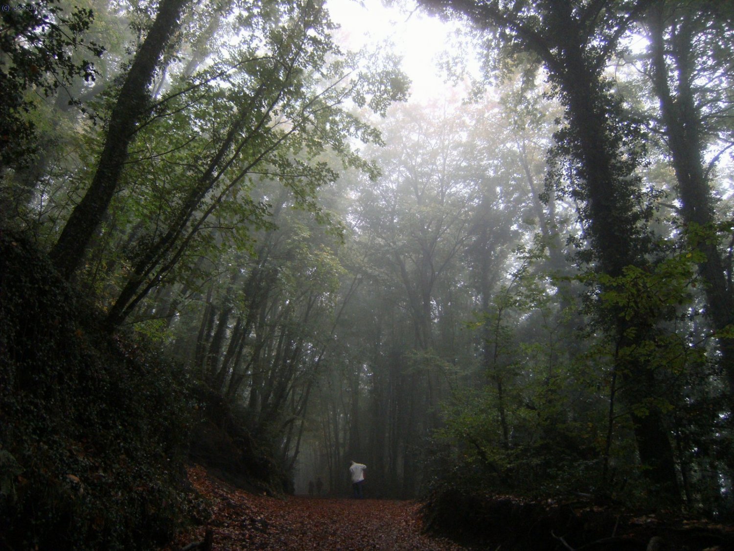 Bajando del Volc&aacute;n de Santa Margarida por un estupendo paisaje del hayedo ente nieblas