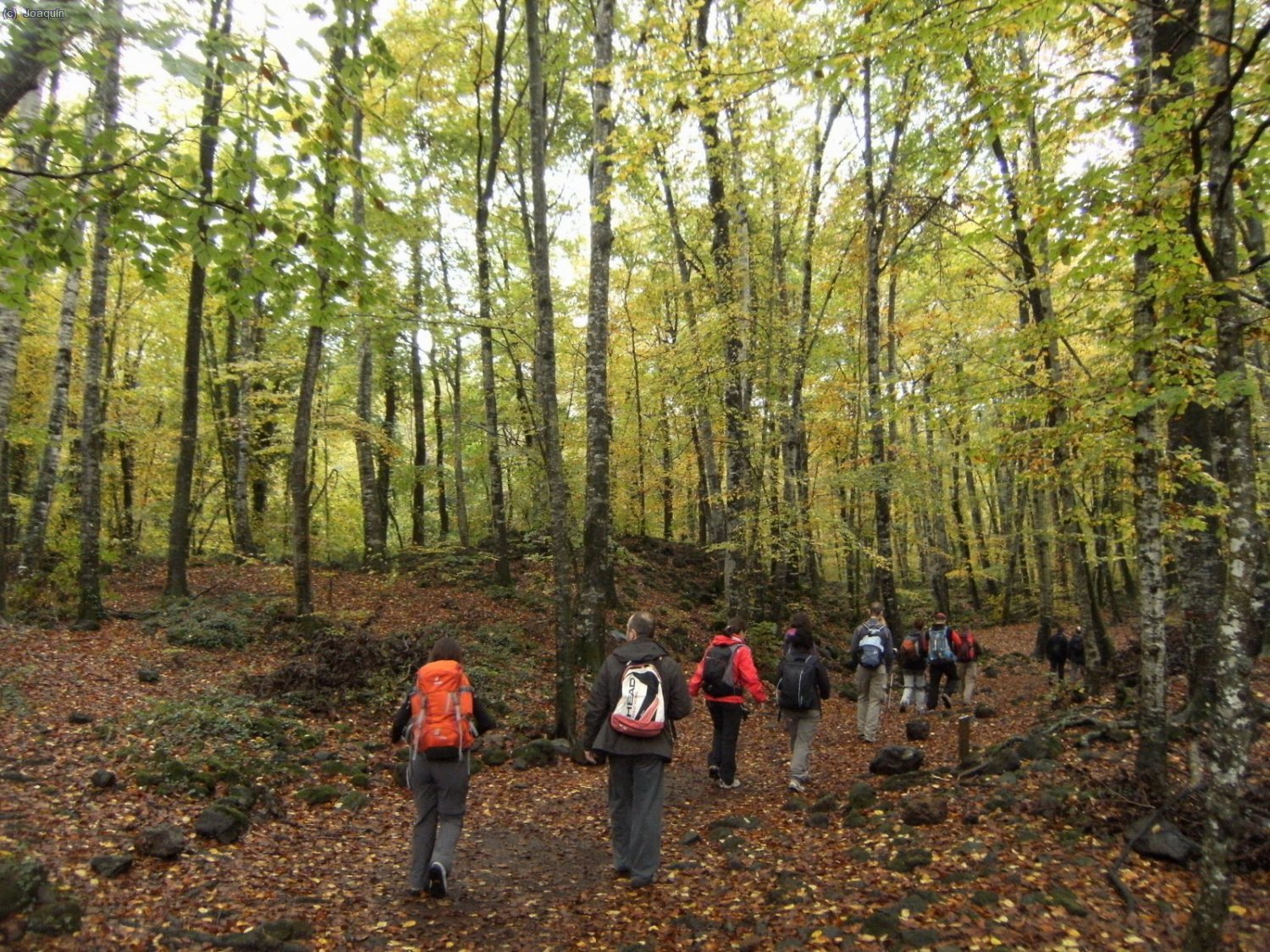 Fageda d