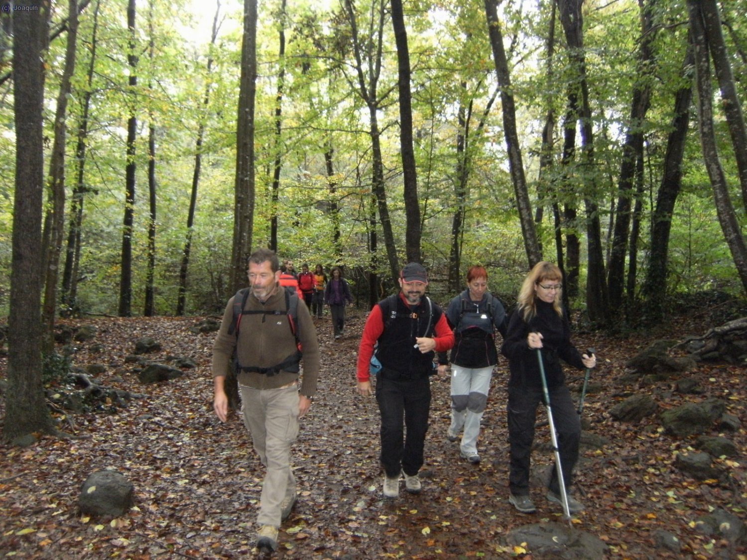 Fageda d