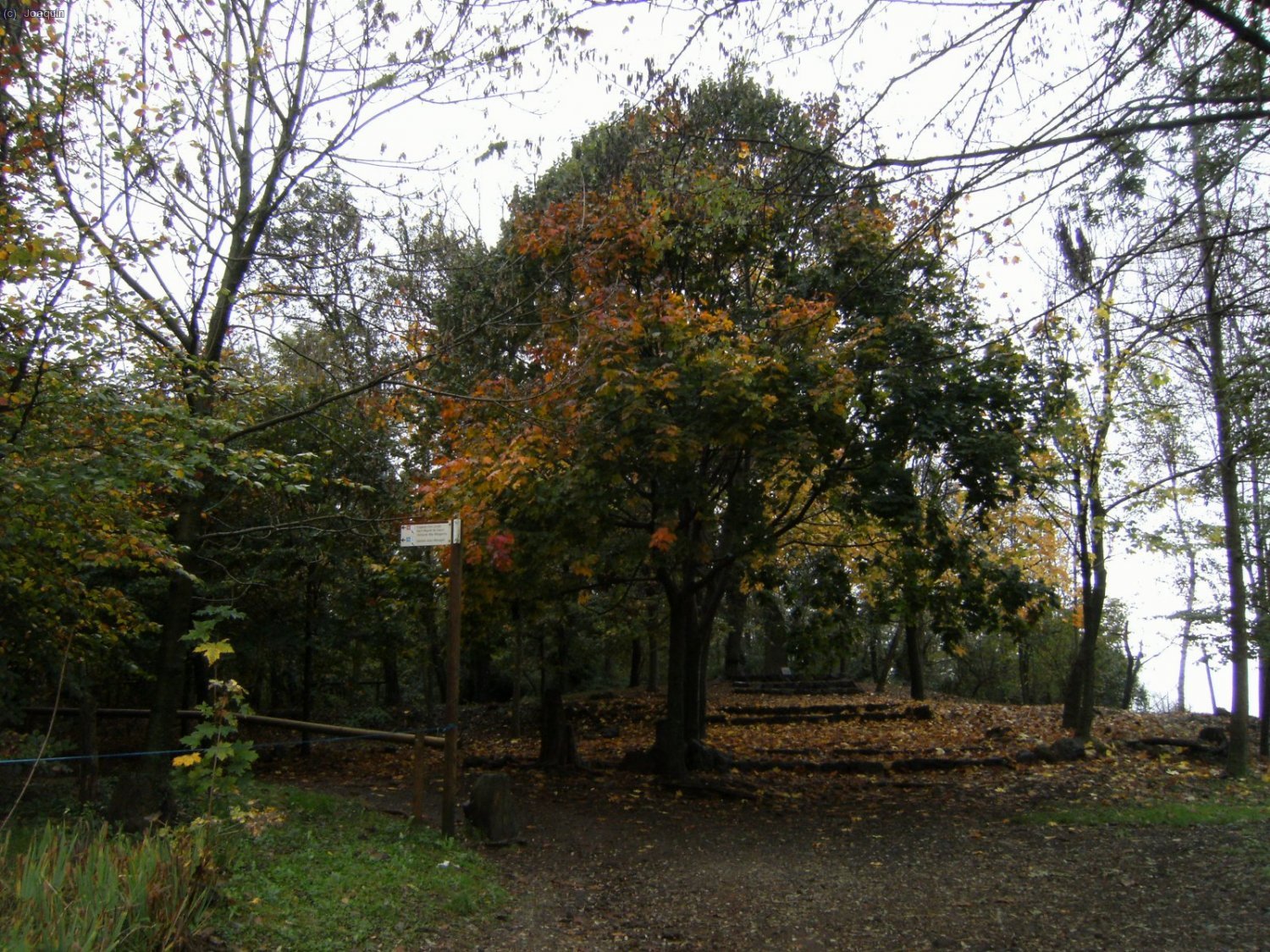 Fageda d