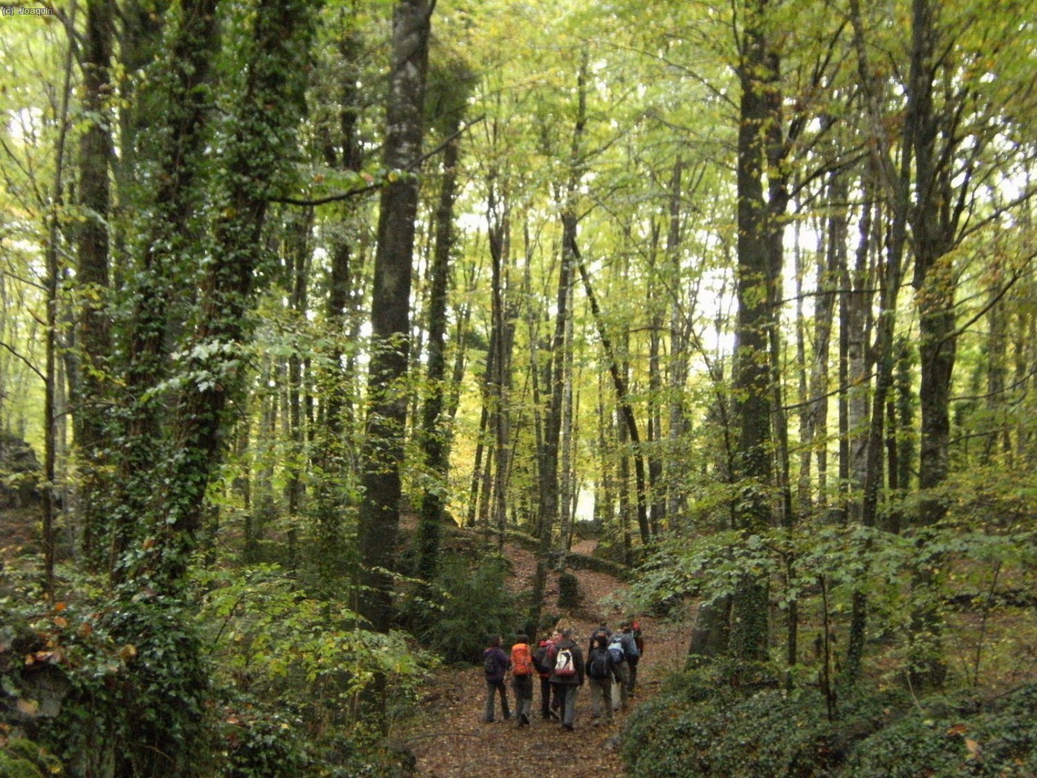 Fageda d