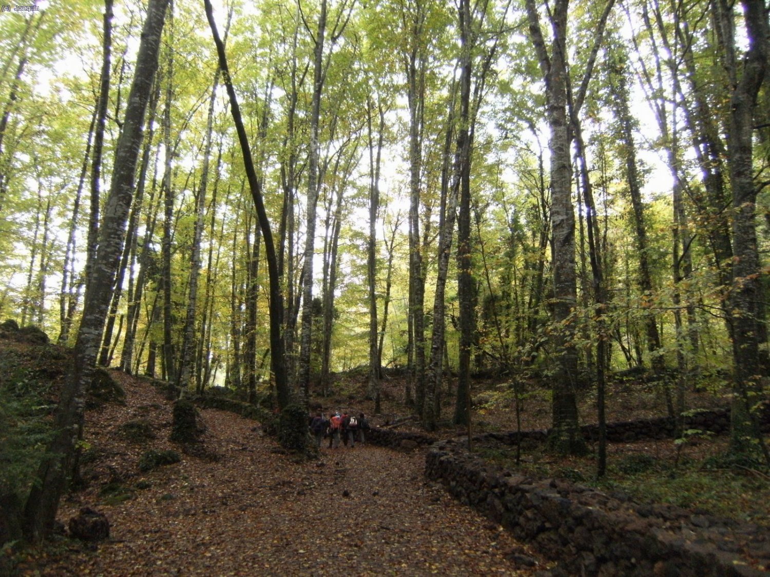 Fageda d