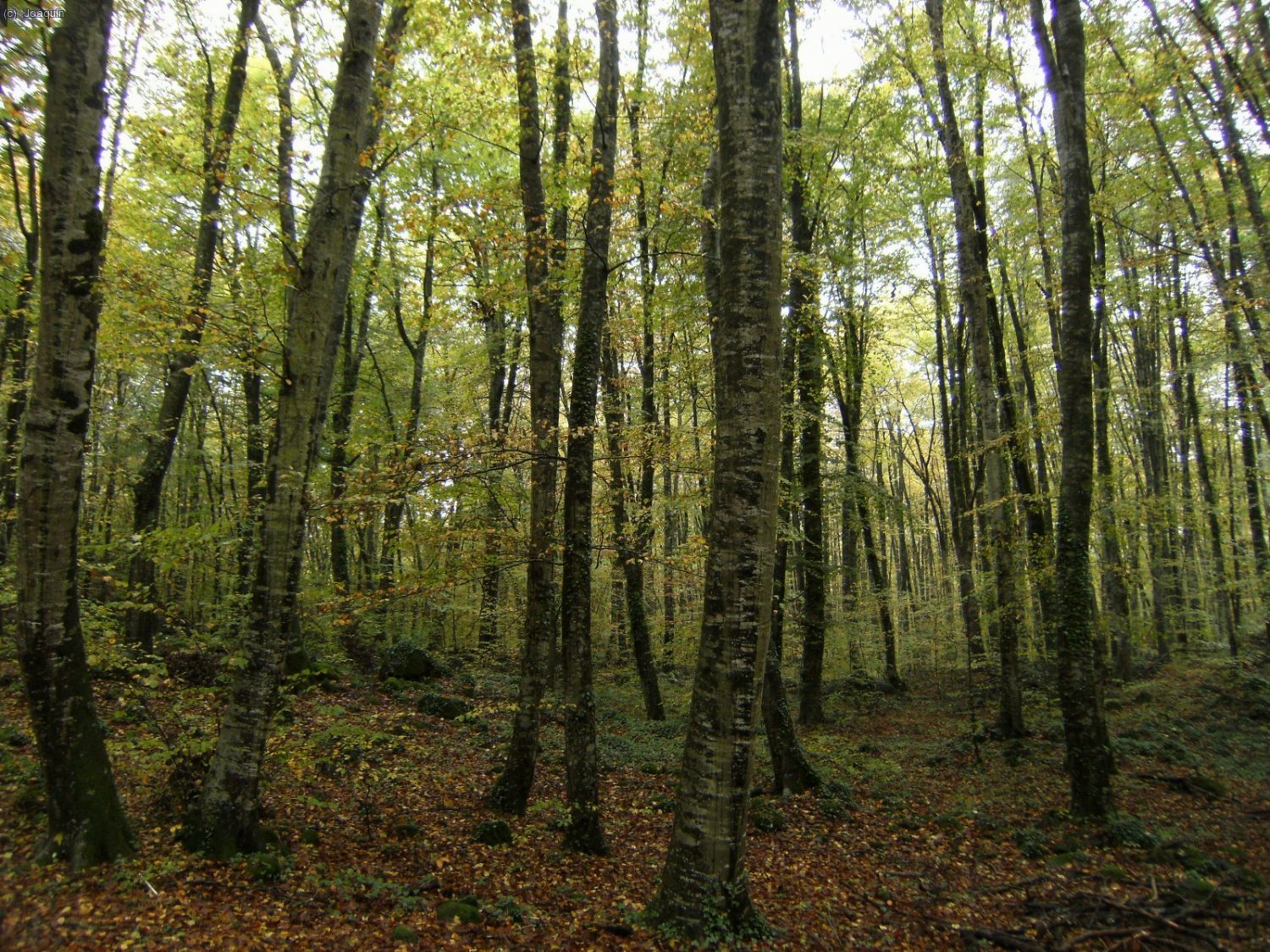 Fageda d