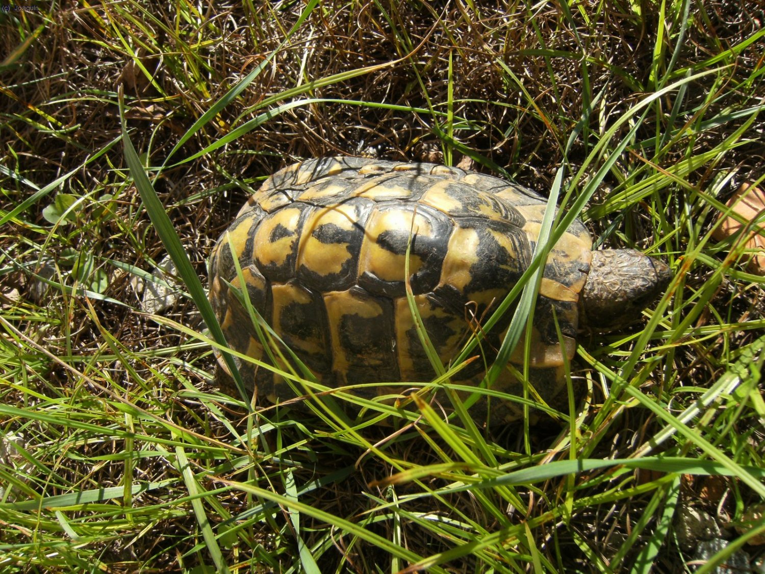 Tortugas en La Pleta