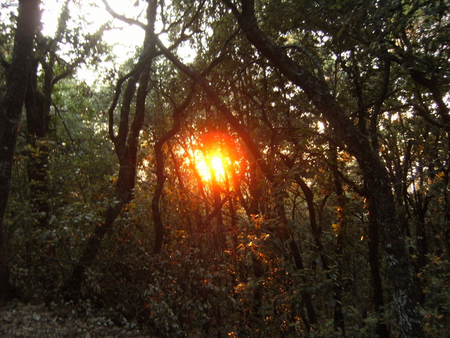 El sol entre la floresta