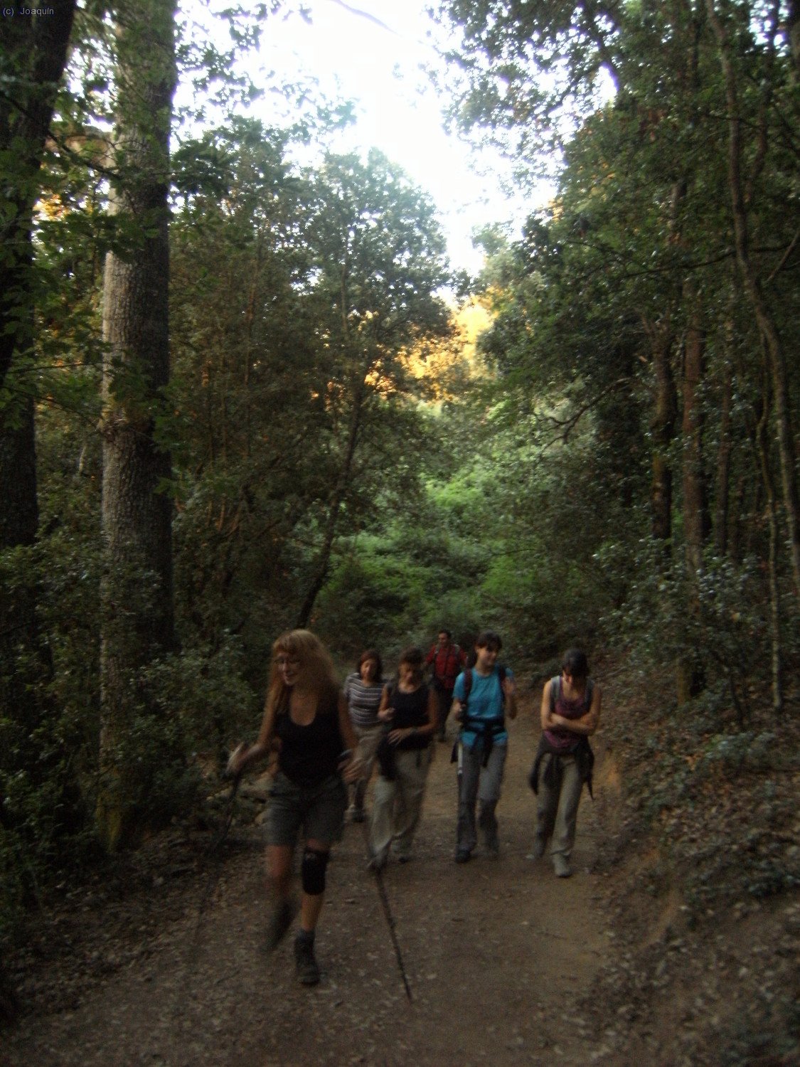 Cerca del Roure del Palau