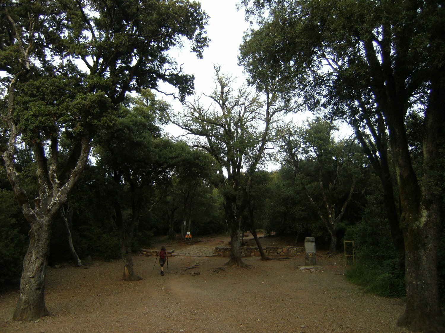 Coll d