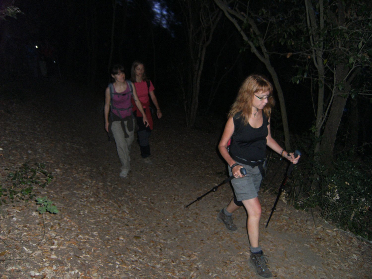 Noche cerrada en el interior del bosque