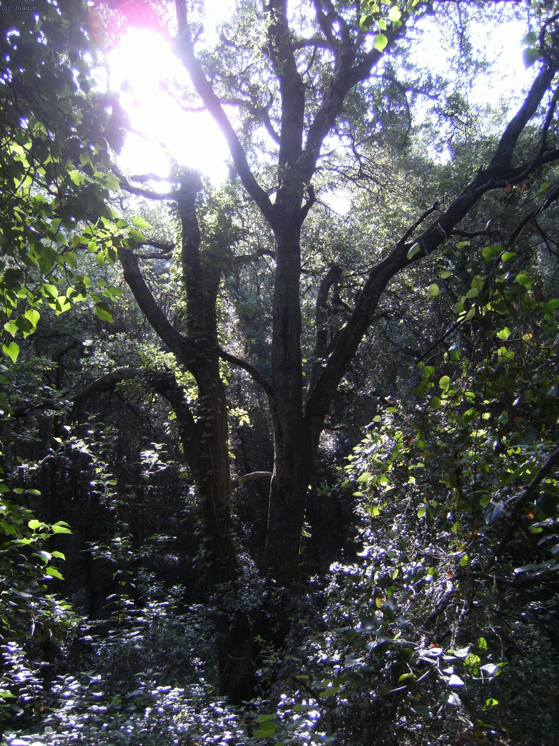 Por la selva del Torrent de Burriac