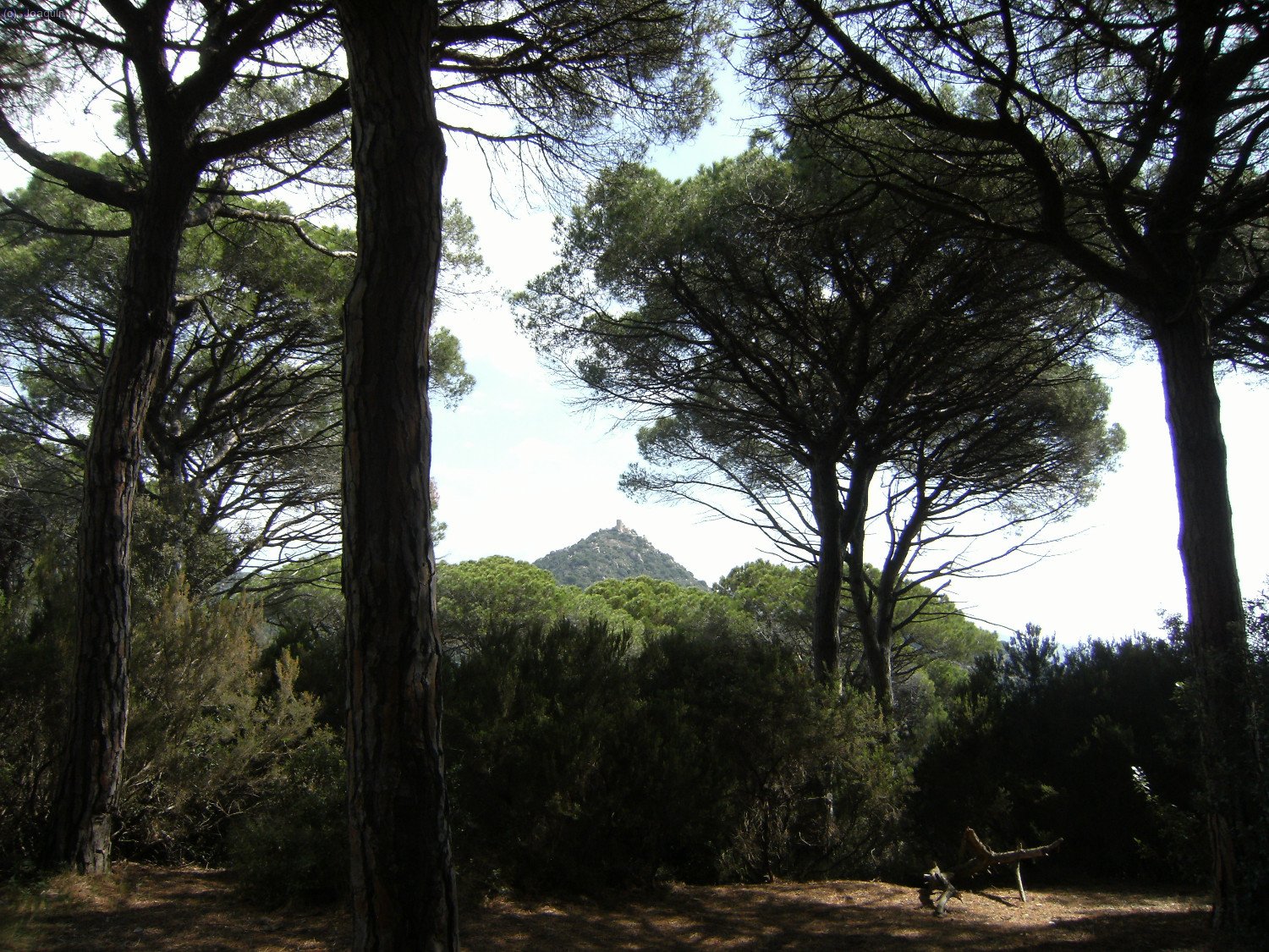 Entre los pinares, al fondo queda el Castell de Burriac