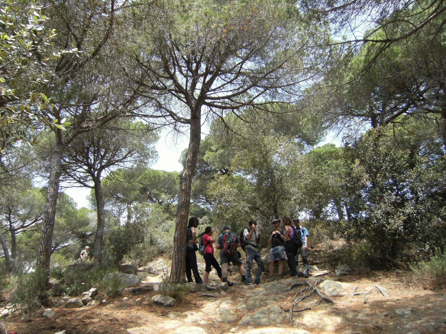 El grupo entre los pinares del Tur&oacute; d