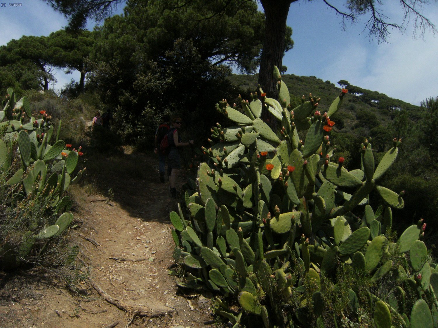Camino del Collet de Burriac